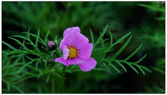 龙胜地区花卉种植指南：那些美丽的花朵们