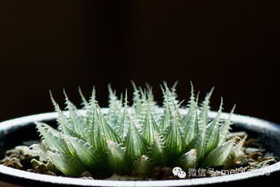 玉露植物怎么养才能保持晶莹剔透？