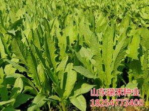 山羊草：牧草良种