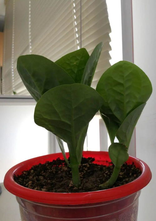 种花种菜，一年嫩收几茬？