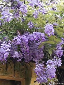 紫藤萝：坚韧的生命之花