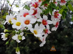 花卉的四季盛宴