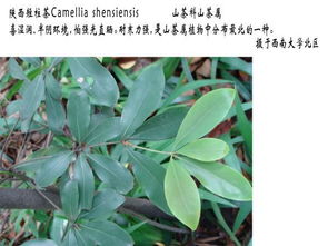 地丁草高清图，这株植物你认识吗