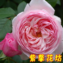 大花月季品种大盘点