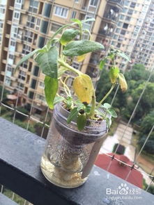 水培向日葵，一种无需土壤的养护方式