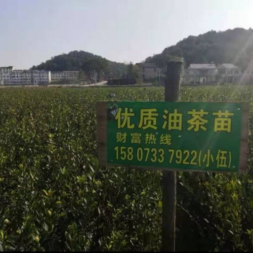 赣县茶油树基地：嫁接山茶油苗，品质卓越，服务周到！