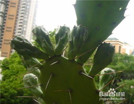 仙人掌繁殖有几种方法