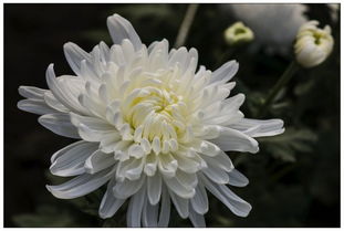 菊花图片大全在此，你心仪的品种