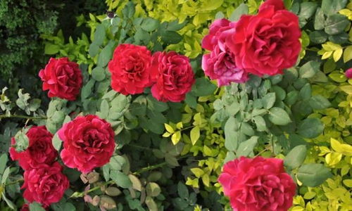 第五招：拍摄技巧分享