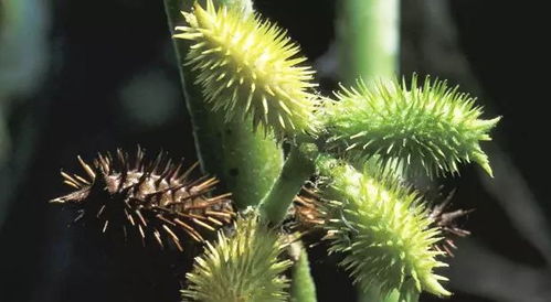 种子秘密大揭秘