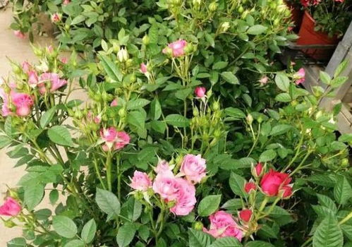 插条的选择与处理