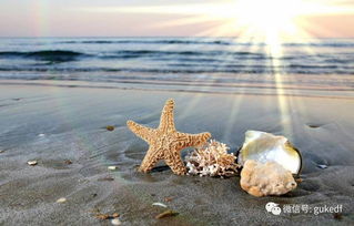 内陆沙滩种草之谜：白费还是奇迹？