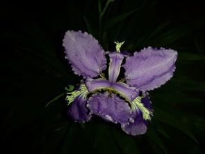 路边那些五彩斑斓的花朵，究竟是什么名堂？