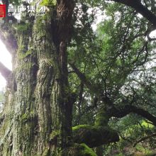 江苏香榧基地：藏在山旮旯里的美味秘密