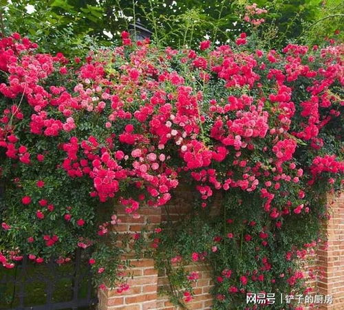 红木香的功效和品种