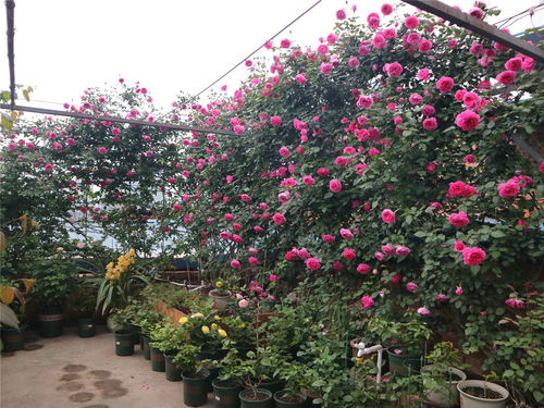 土壤条件， 排水要顺畅