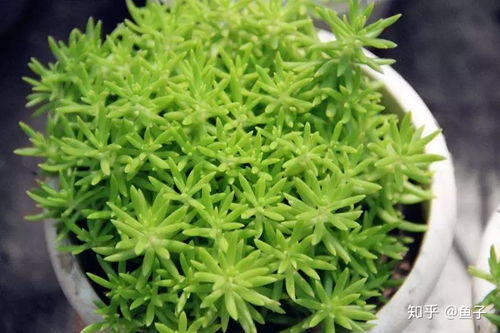 一、佛甲草是个啥？