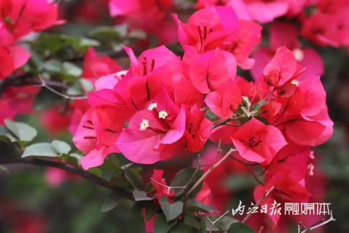 红柳的生态价值