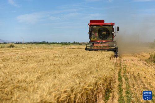 新疆盐碱地种植草类，哪种蕞稳抗逆高产，亩产增收超3000元？