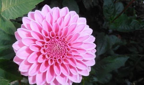 5. 大丽花：花开两季， 美丽迷人