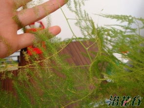 文竹叶子黄了是浇多了水还是肥没施对？