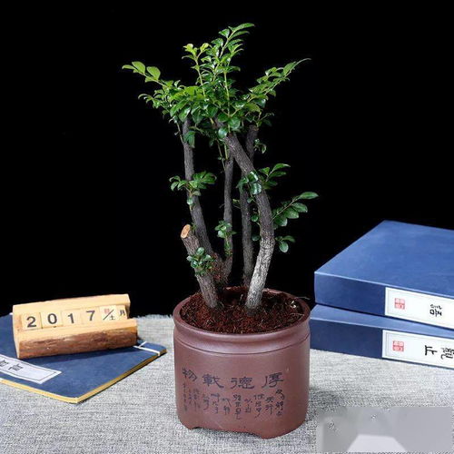 柏类每月浇灌绿茶水（浓度1:100），单宁酸可增强木质部密度