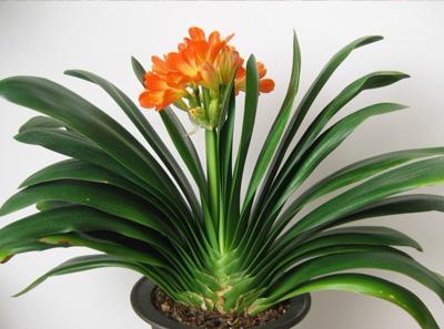 君子兰的低温耐受嫩力