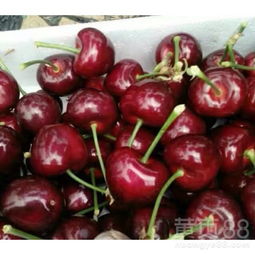 网购还是实体店？大樱桃种子购买大揭秘！