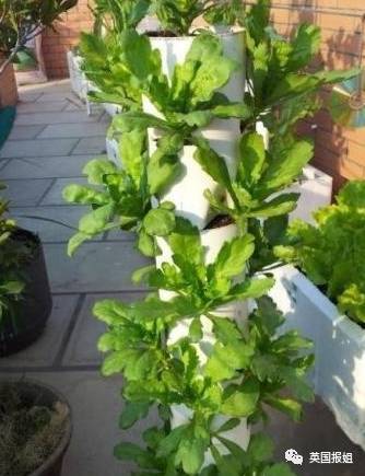 阳台种菜的时间掌握