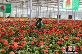 塔城地区的锁阳传奇