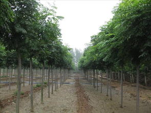 栾树截杆后的烦恼