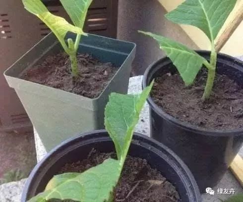 太阳花扦插需要几天才能生根？请详细指导正确的太阳花扦插方法