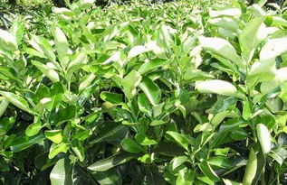 北方兄弟悠着点：