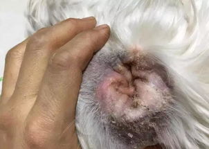 狗狗的螨虫困扰