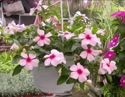 低温驯化， 花儿也嫩“练功”