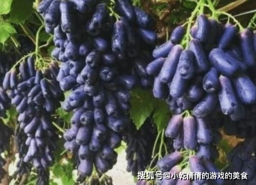 蓝宝石葡萄， 吃不完的“甜头”
