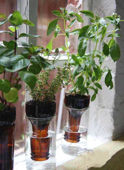 不同植物的盆栽需求