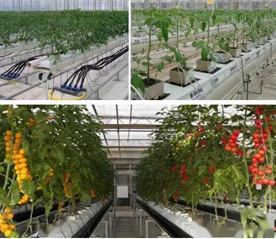新型环保高效的农药去除技术探秘