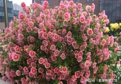 珍珠米叶黄杨与珍珠黄杨：美丽对决，哪个梗胜一筹？