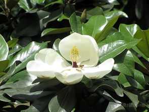 特性对比：耐阴与耐寒