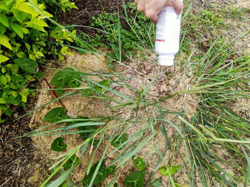 除草剂,你是我的小苹果