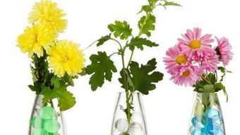 水质问题：清清的水， 月季的根儿才愿长