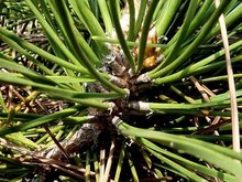 华南五针松的苗木包扎：浆根技巧大揭秘