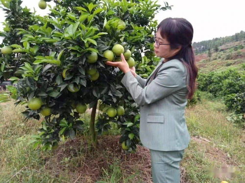 脐橙种植需选适宜土壤，掌握修剪、施肥等关键技术