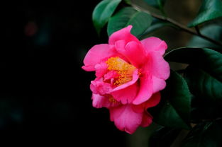 冬季里那些花儿