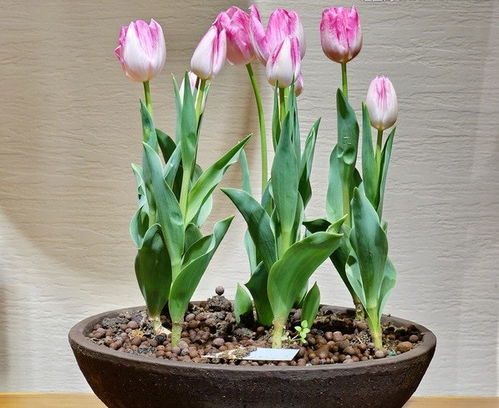 郁金香怎么种才能开花？品种选择和土壤条件是关键