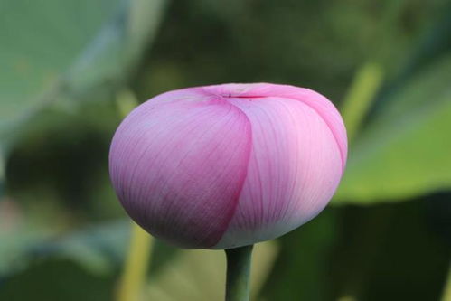 荷花新品种‘至尊凌霄’