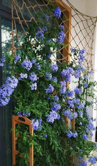 本地花卉的逆袭：适生性才是王道