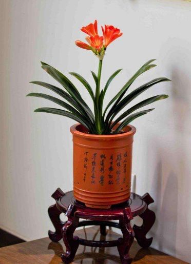 壤土适合种植什么植物？新手也能养好的植物