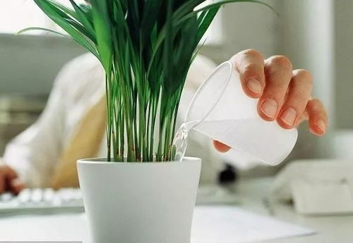 大富贵树夏天浇水， 保持树干挺拔的秘密